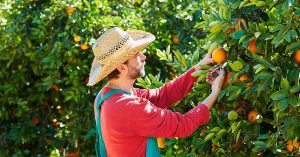 Onko vuokranantajallani oikeus mennä puutarhaani poimimaan hedelmiä puista?