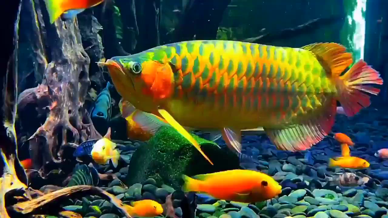 22 000 euron vuokran maksamatta jättämisen vuoksi häädetty vuokralainen jättää jättimäisen akvaarion ja laskun vuokranantajille.