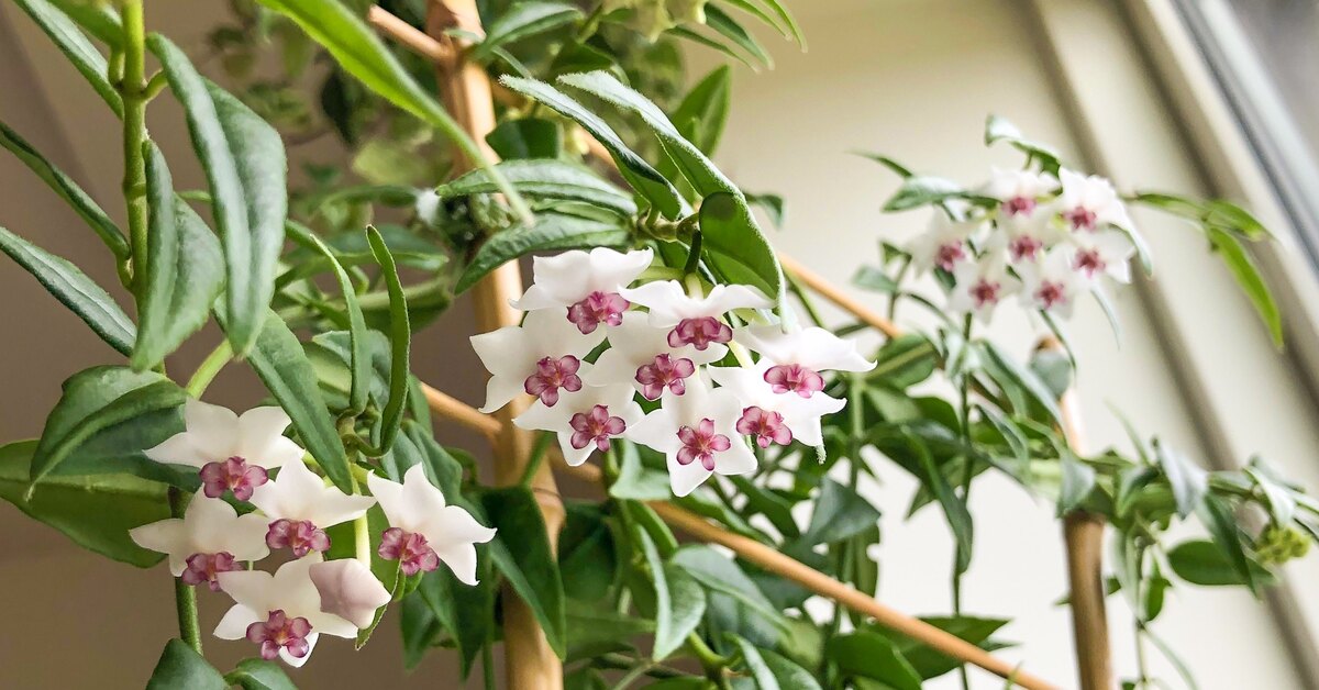 Harvat tietävät: huonekasvi, joka tuo väriä mihin tahansa huoneeseen ja täyttää koko talosi tuoksulla.