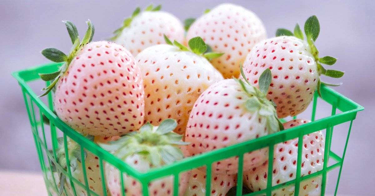 Harvat tietävät, mitä nämä pienet mansikan siemenet ovat ja mihin niitä tarvitaan.