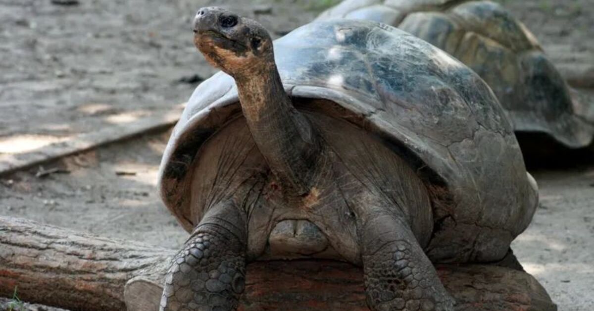 Hyvästi, vuosisatojen legenda: Gramma, San Diegon eläintarhan galapagoskilpikonna, kuoli 141-vuotiaana.