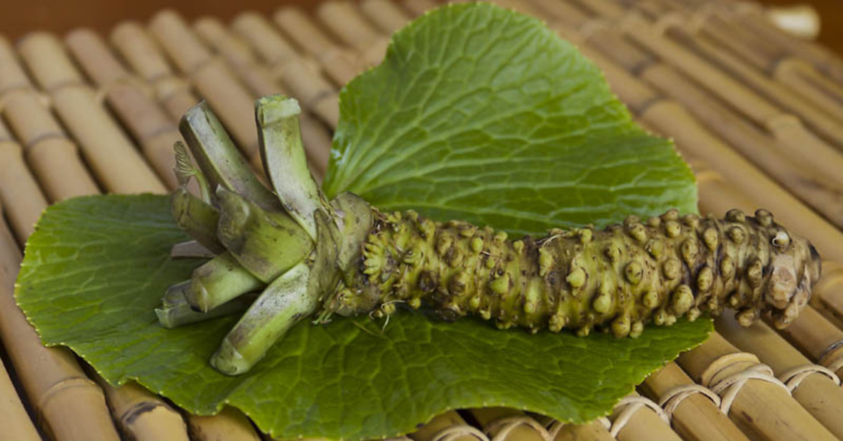 Harvat tietävät, mihin sitä tarvitaan, miten se tehdään ja miksi on tärkeää kasvattaa wasabia kotona.