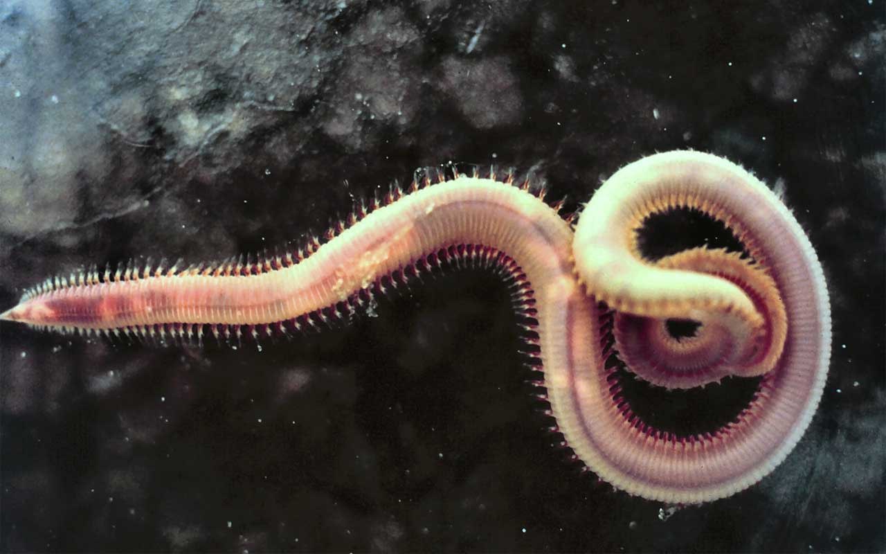 Avatessaan 50 vuotta sitten vanhentuneita lohisäilykepurkkeja tutkijat löysivät yllättävän biologisen salaisuuden.