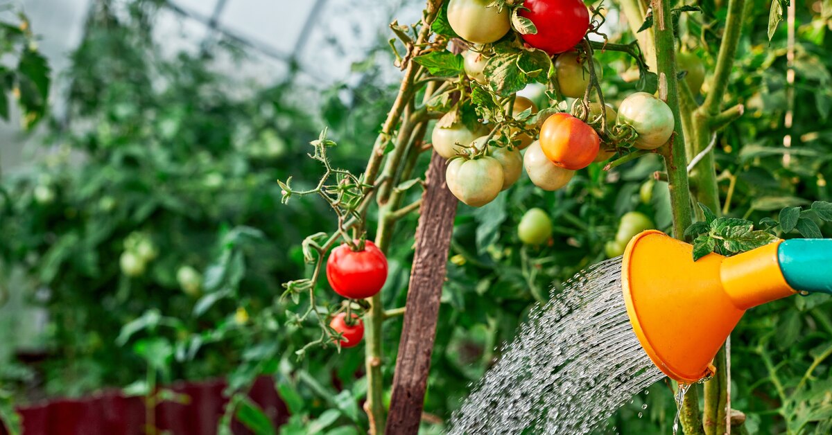Maatalouden sensaatio: suomalaiset tutkijat ovat kehittäneet suihkeen, joka tekee tomaateista kuivuutta kestävämpiä.