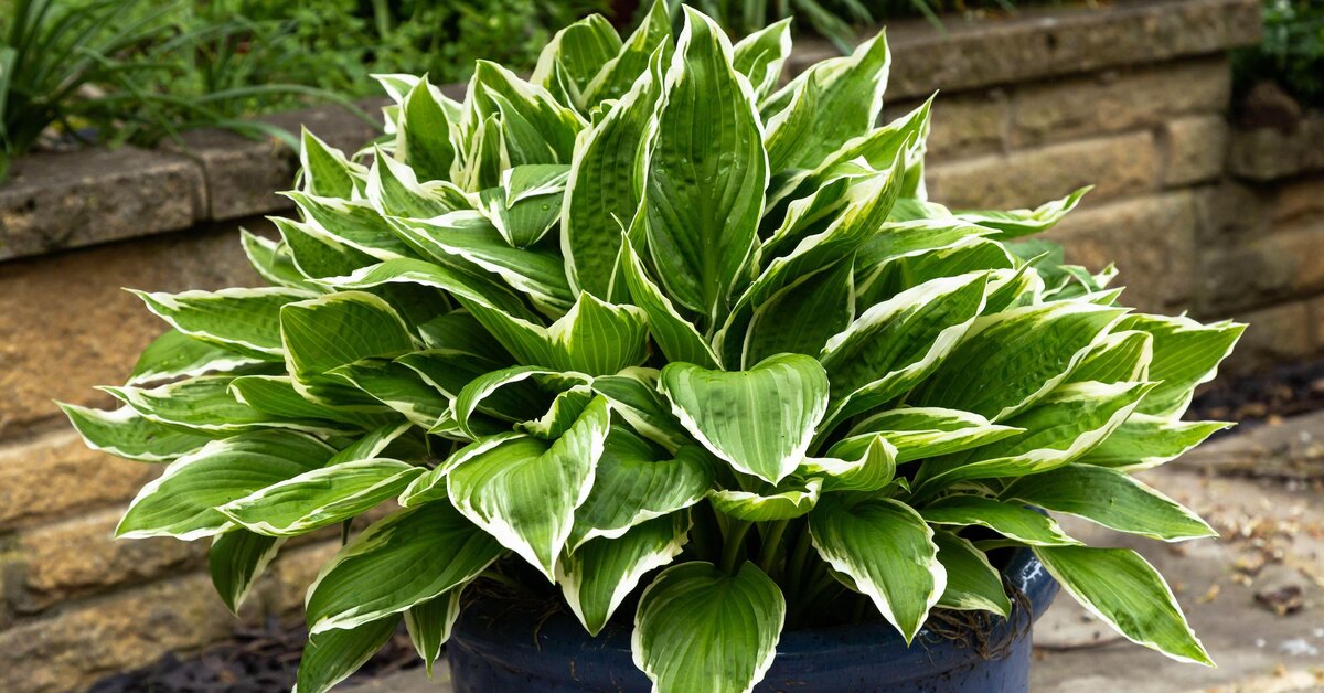 Nämä kukat säilyvät puutarhassa pisimpään ja tekevät siitä kauniin syksyyn asti.