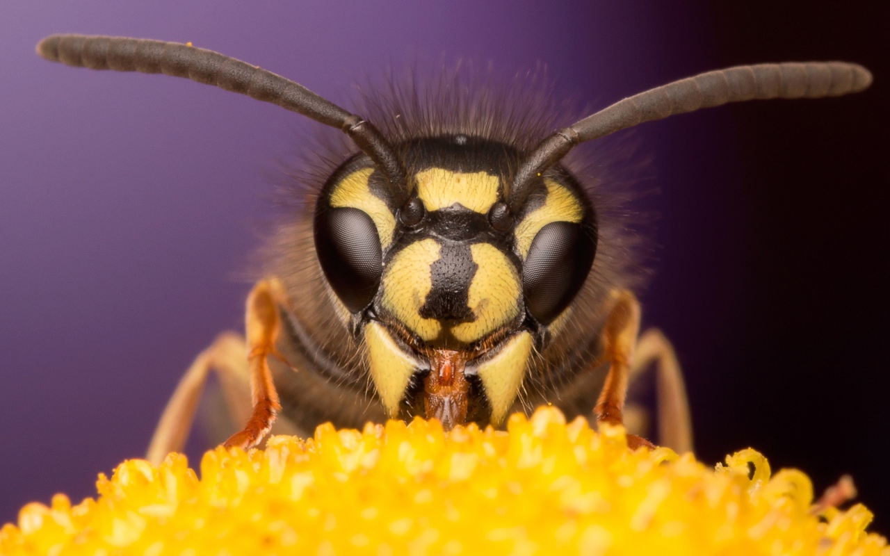 Tutkijat eivät voi uskoa: 8-vuotiaan pojan löytö muutti tieteen ikuisesti