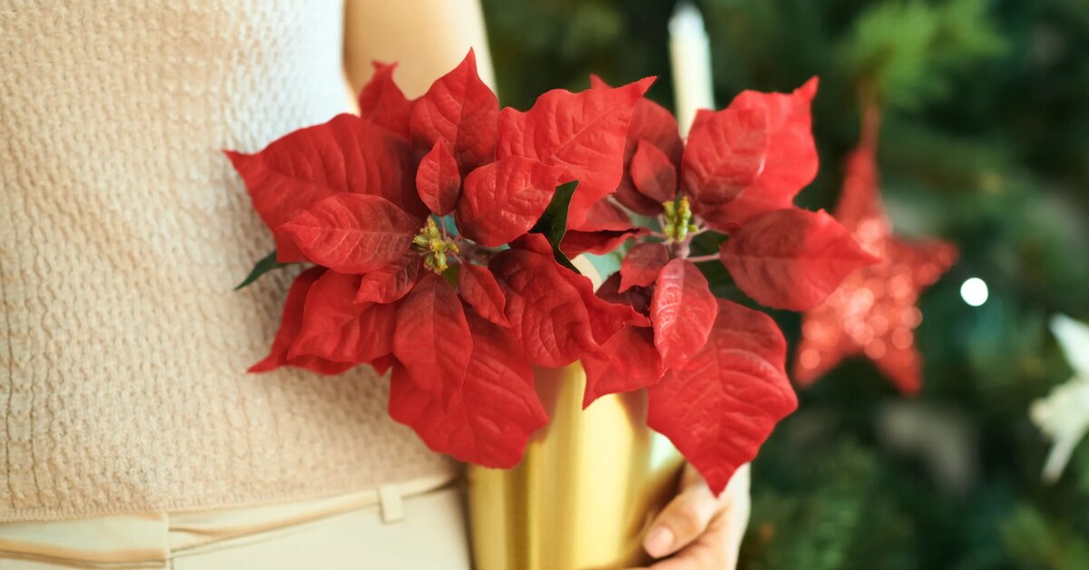 Huomenna 14. marraskuuta Lidl lanseeraa poinsettian vaihtoehtoisen kasvin: prinsettian.