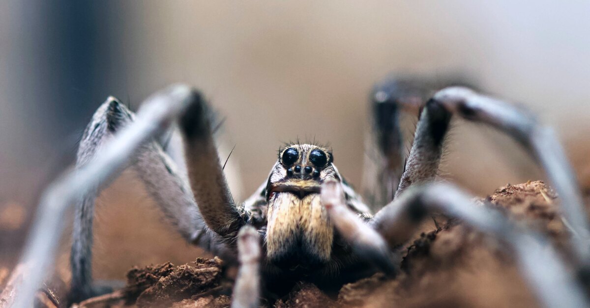 Harvinaisen, sukupuuttoon kuolleeksi luullun hämähäkkilajin löytäminen hämmästytti tutkijoita