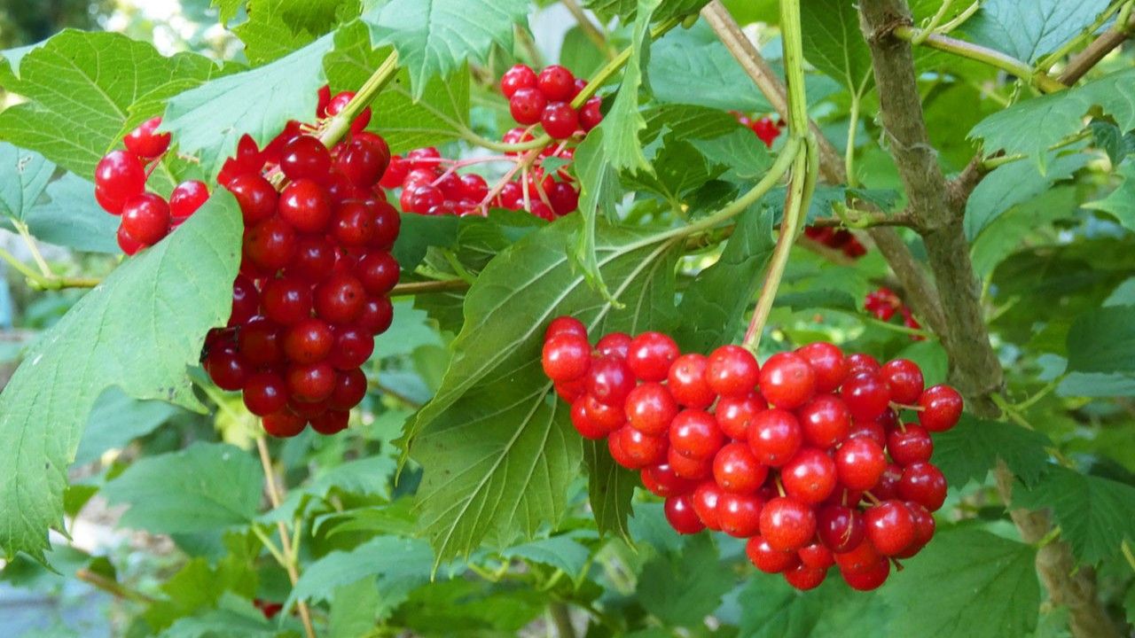 Erzižganissa luonnollisena parantavana lähteenä tunnetut gilaburu-hedelmät ovat löytäneet paikkansa kaupan hyllyiltä.