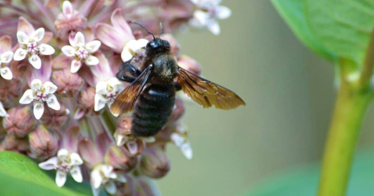 ”Lucifer” on sarvipäinen (mutta vaaraton) mehiläinen, joka löydettiin sattumalta Australiasta.