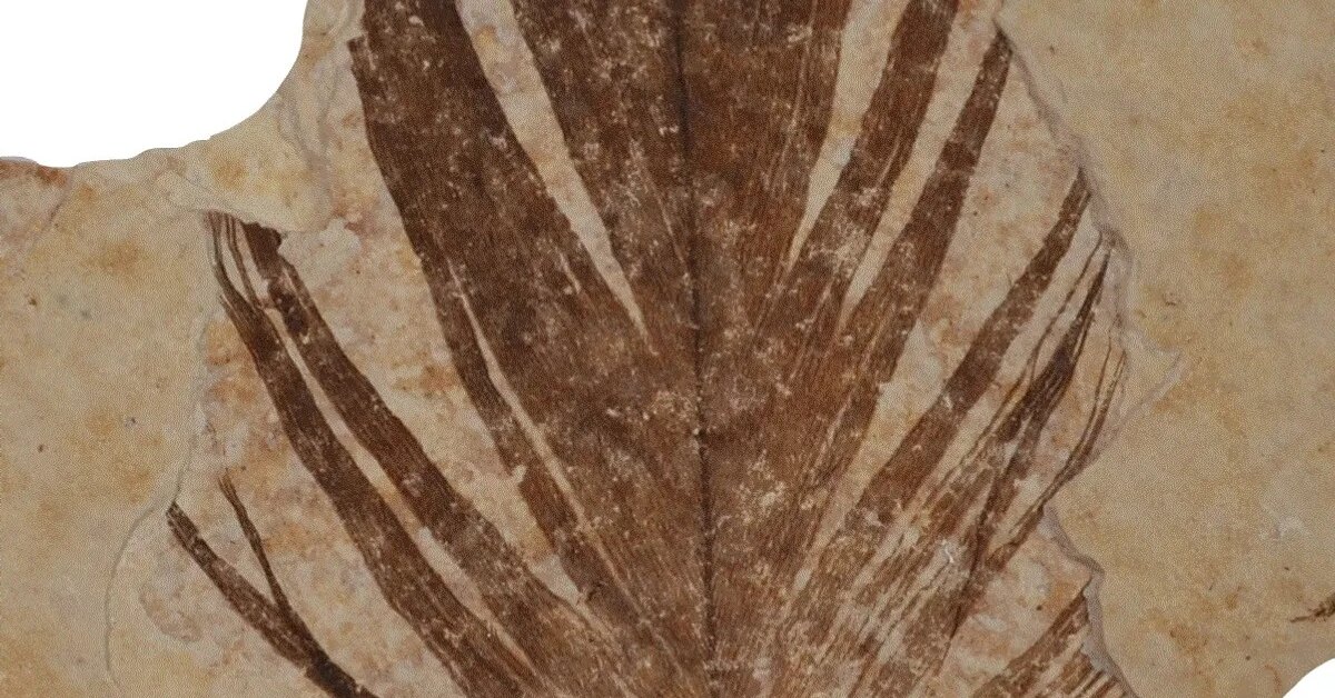 Mikään ei voi verrata tähän: Antarktikasta on löydetty fossiileja ainutlaatuisesta kasvista, joka eli dinosaurusten aikakaudella.