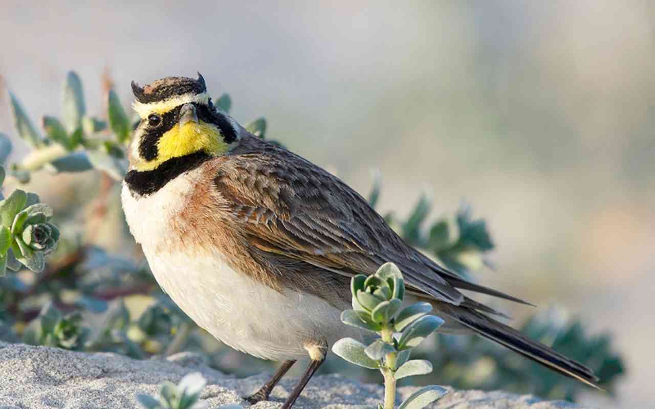 Ornitologit varoittavat linnusta, joka saattaa kadota Suomesta seuraavien 20 vuoden aikana: se on jo kadonnut Toledosta, Palensiasta ja Samorasta.