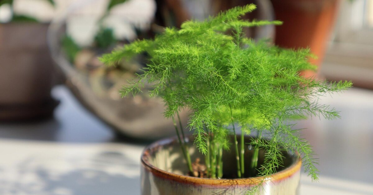 Unohda joulutähti, se on jo kulunut: 5 upeaa kasvia vaikuttavaan joulukoristeluun