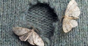 Tämä pieni hedelmä, joka on pudonnut puiden alle, karkottaa koko talven ajan koit vaatekaapeista.