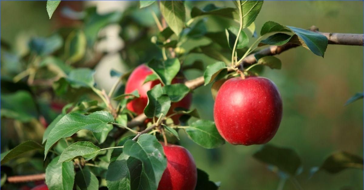 Yhteinen puu: kyllä, sinulla on oikeus poimia hedelmiä naapurisi tontilta, edellyttäen että...