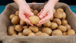 Perunat pysyvät tuoreina eivätkä itää 12 viikon ajan, jos ne säilytetään yhdessä yksinkertaisessa paikassa.