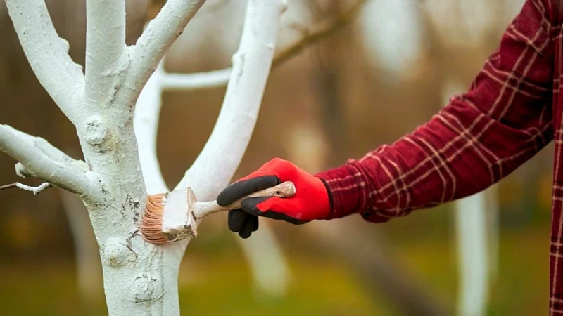 Tämä rituaali suojaa hedelmäpuusi hyönteisiltä koko talven ajan (jopa ilman torjunta-aineita).