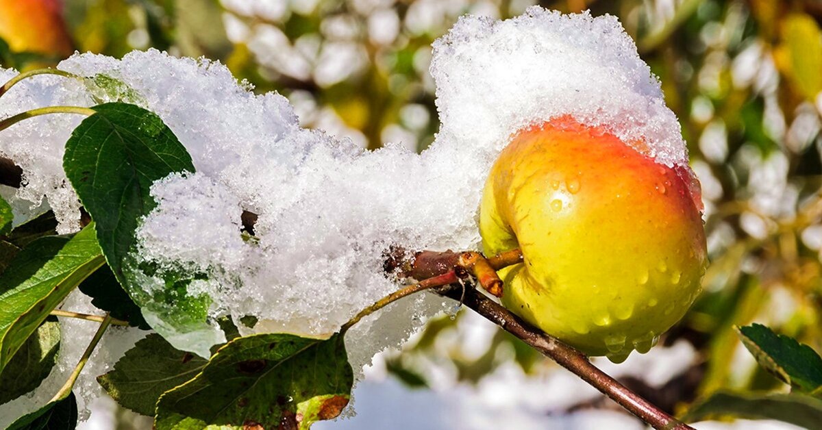 ”Lumi sataa, on toimittava ennen kuin on liian myöhäistä”: yksinkertaiset toimenpiteet, joita asiantuntijat toteuttavat monivuotisten kasviensa suojelemiseksi
