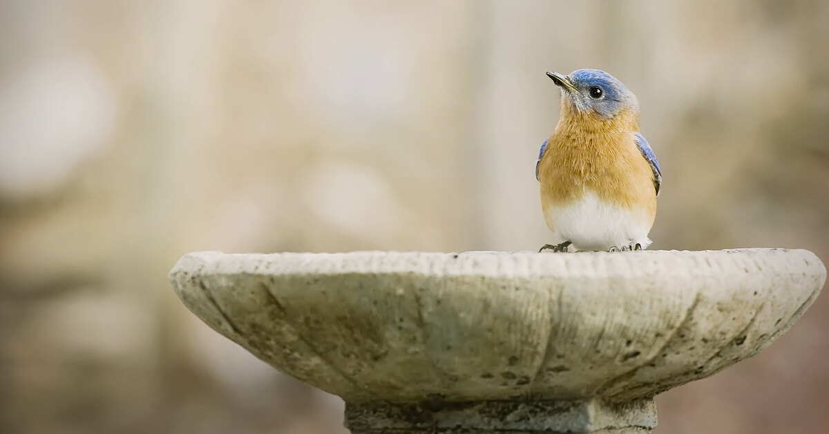 Nerokkaita vinkkejä täydelliseen lintujen juottopaikkaan