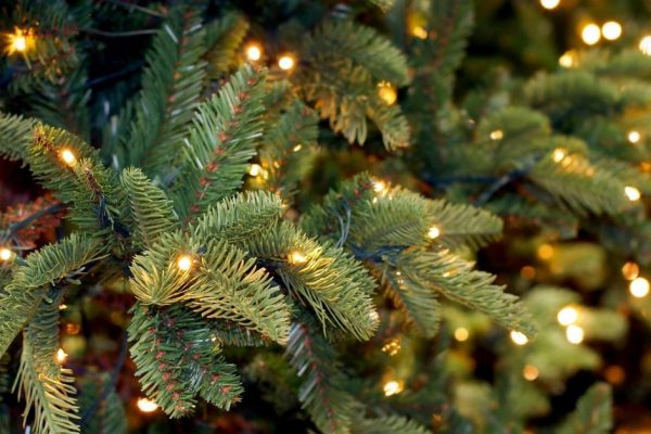 joulukuusiviljelmän