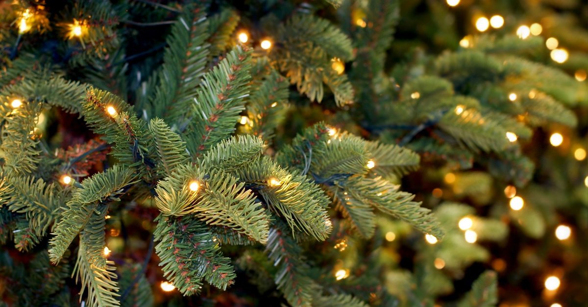 joulukuusiviljelmän