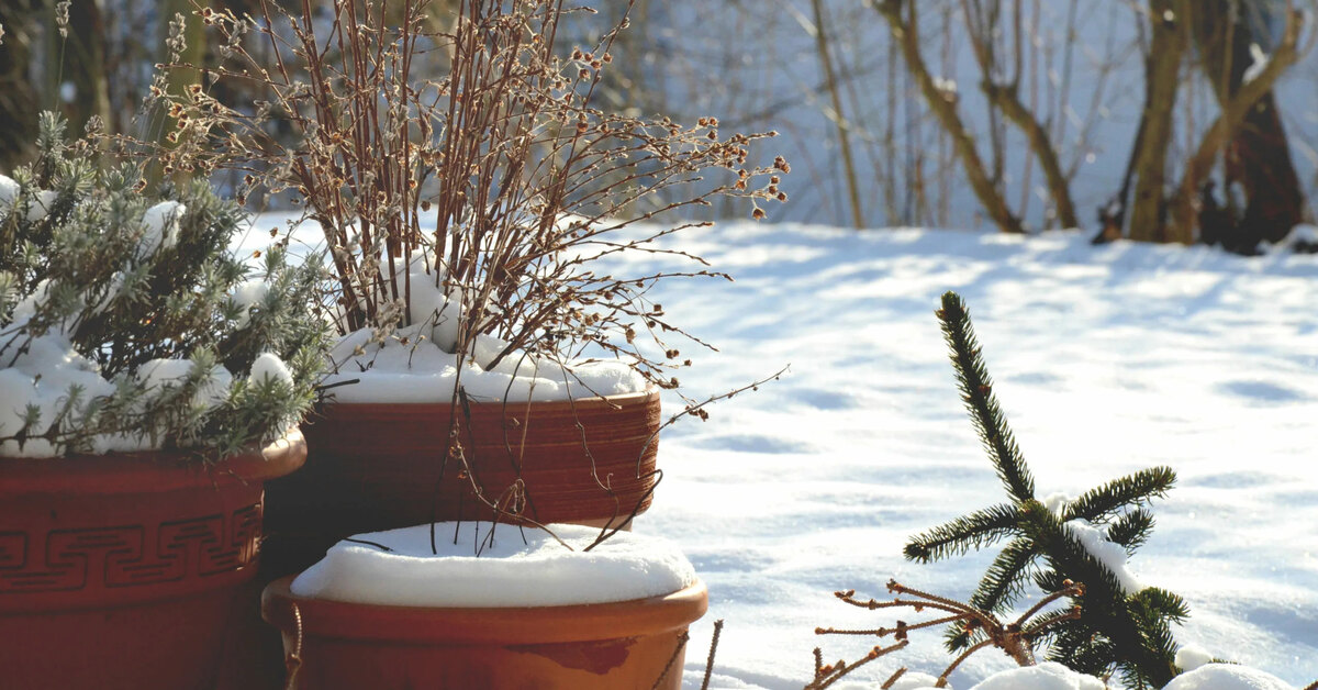 Puutarhurit, jotka noudattavat näitä kolmea neuvoa, suojaavat ruukkunsa kylmältä ilman erityisiä välineitä tai kustannuksia.
