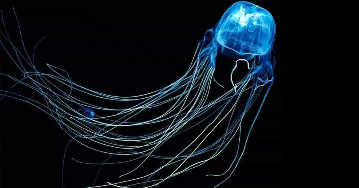 Vain kilpikonnat voivat voittaa kuutiomeduusat