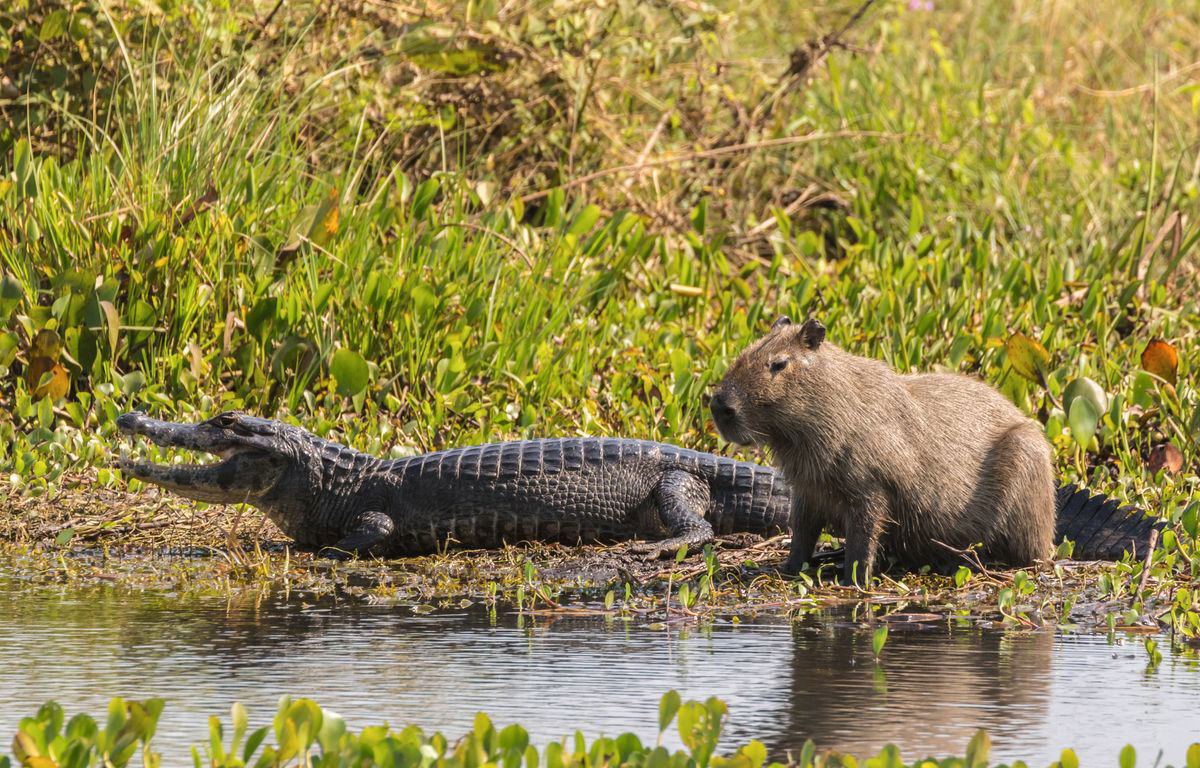 Miksi krokotiilit eivät syö kapibaroja?