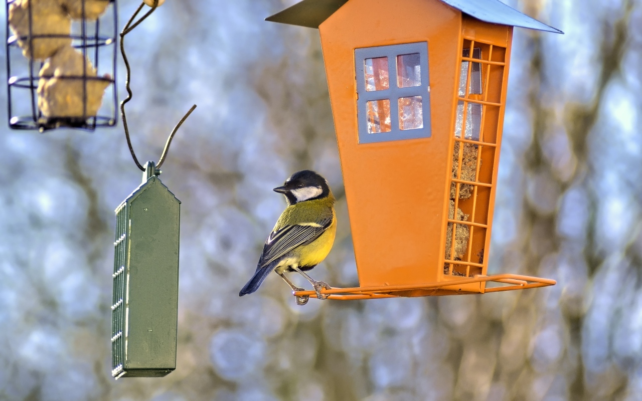 Joka talvi tiaiset kuolevat kylmyyteen: näin voit suojella niitä yksinkertaisella eleellä