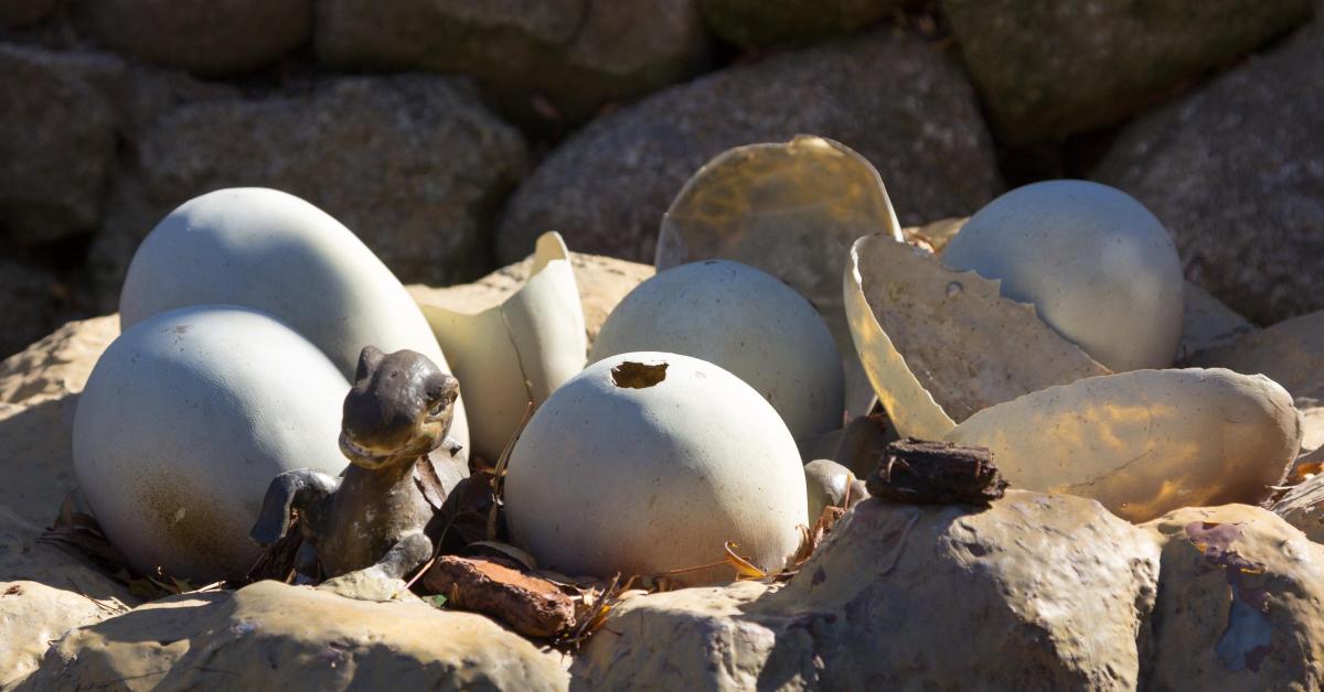 Arkeologit eivät voi uskoa: Suomesta löydetty 72 miljoonaa vuotta vanhoja dinosaurusten munia