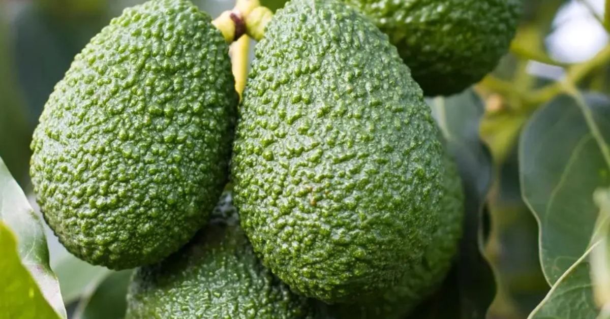 Sitä kutsutaan pitkäikäisyyden hedelmäksi, koska se sisältää enemmän kaliumia kuin banaani.