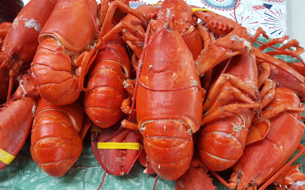 Tristan da Cunha: kuinka maailman syrjäisimmän asutuksen asukkaat taistelevat arvokkaiden hummeriensa puolesta