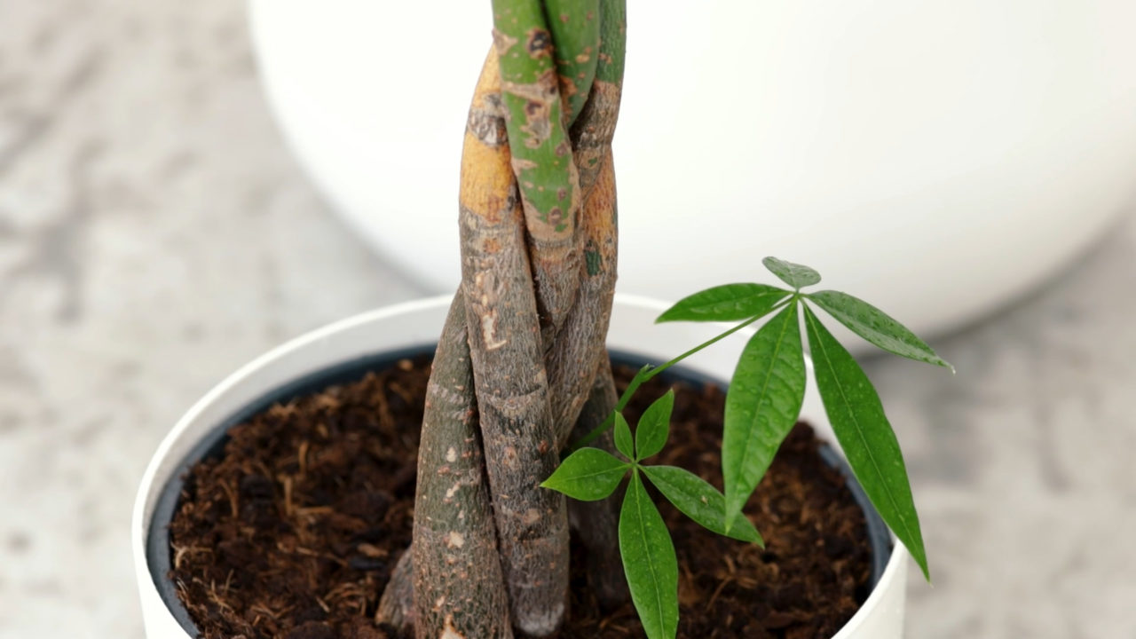 Muinaiset kutsuivat sitä ”kullan vartijaksi”: kasvi, joka teki jokaisesta, joka sitä omisti, rikkaan.