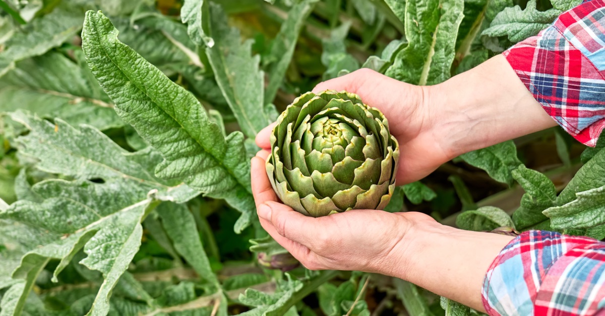 Japanilainen stressiä torjuva mukula: se juurtuu syksyllä ja tuottaa runsaan sadon ilman kasvihuonetta tai kastelua.