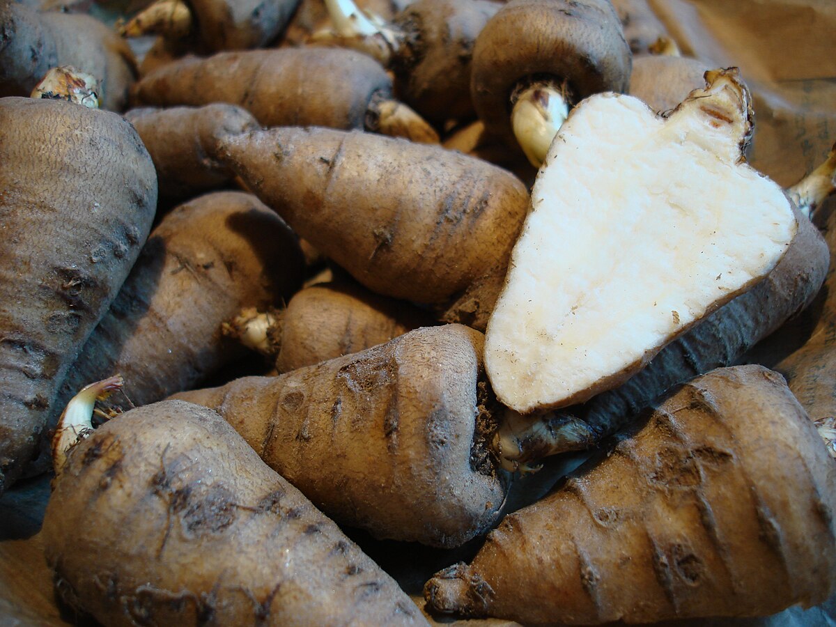 Vanhat asukkaat eivät ole unohtaneet tätä: tämä menneiden vuosien mukula tuotti hämmästyttäviä satoja, kun se istutettiin tällä tavalla.