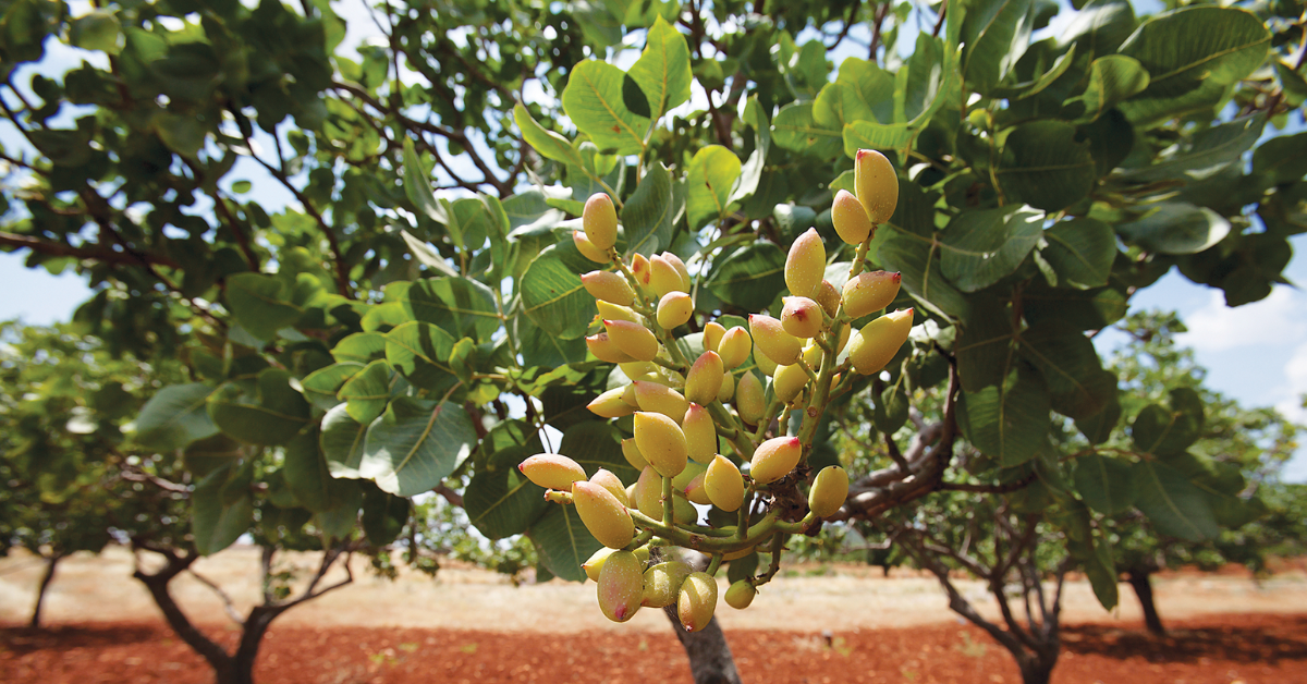Kuinka kasvattaa pistaasipuu: kuinka usein sitä tulisi kastella ja milloin se tuottaa ensimmäiset hedelmät