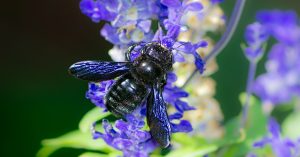 ”Lucifer” on sarvipäinen (mutta vaaraton) mehiläinen, joka löydettiin sattumalta Australiasta.