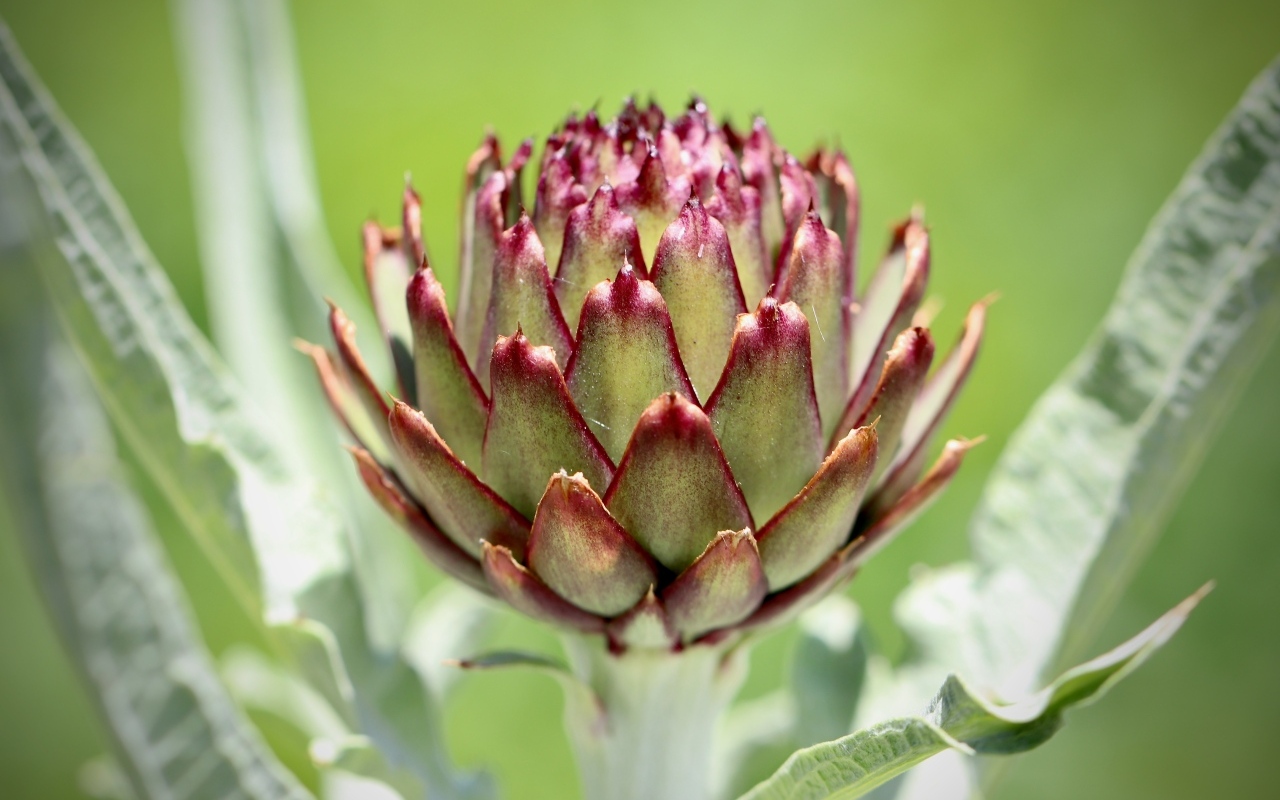 Lähes voittamaton japanilainen mukulakasvi palaa: yhä useammat puutarhurit uskaltavat viljellä sitä Suomessa.