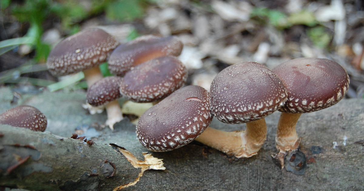Suomalaiset tutkijat muuttavat shiitake-sienet muistisiruiksi, jotka pystyvät käsittelemään jopa 5850 signaalia sekunnissa.
