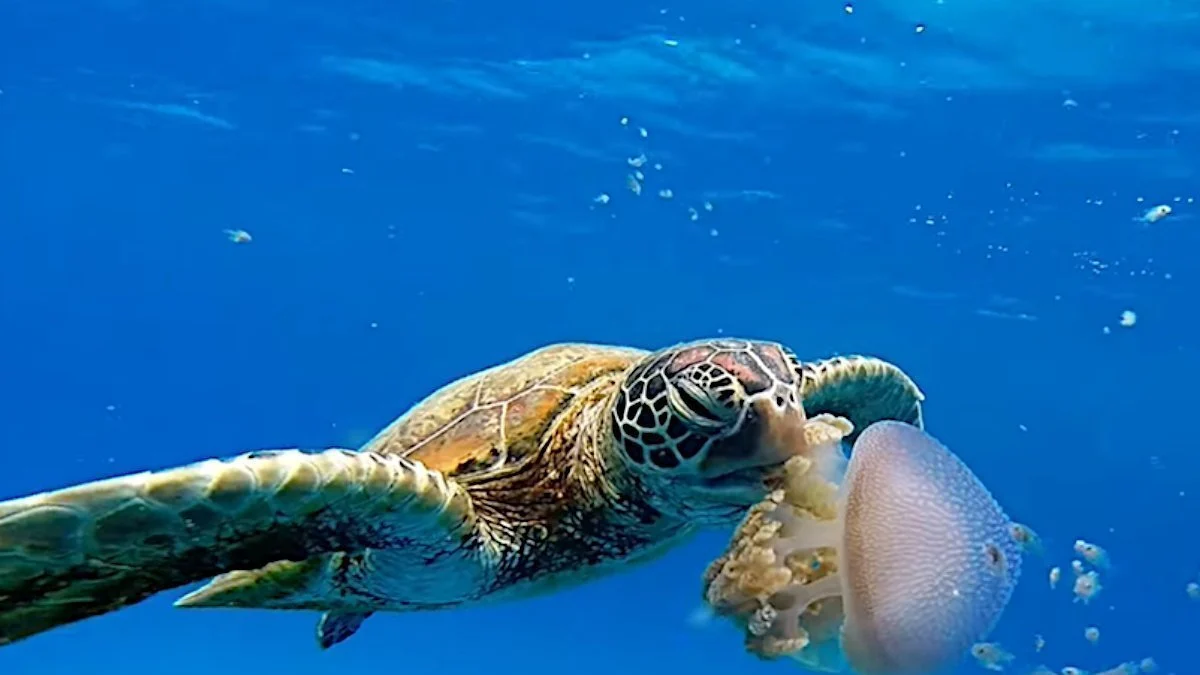 Vain kilpikonnat voivat voittaa kuutiomeduusat