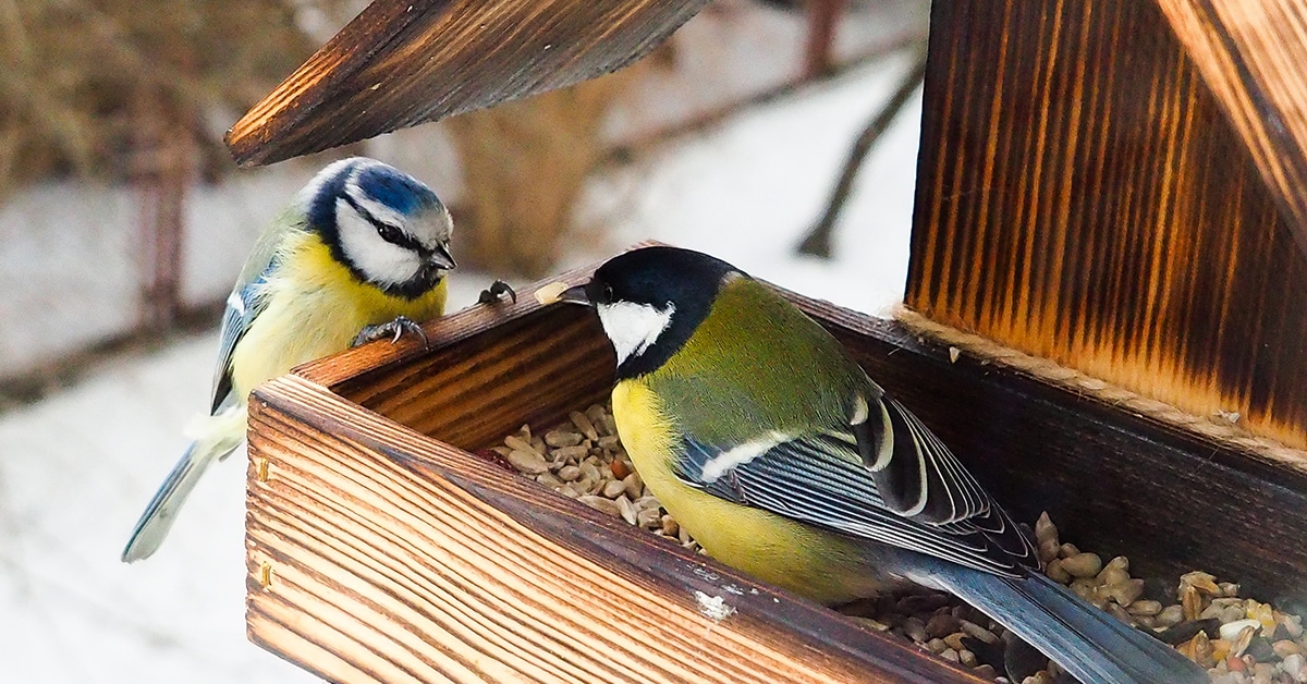 Ei enää perinteisiä linnunruokintalaatikoita: tämä yksinkertainen vaihtoehto auttaa ruokkimaan lintuja vaarantamatta niiden terveyttä.
