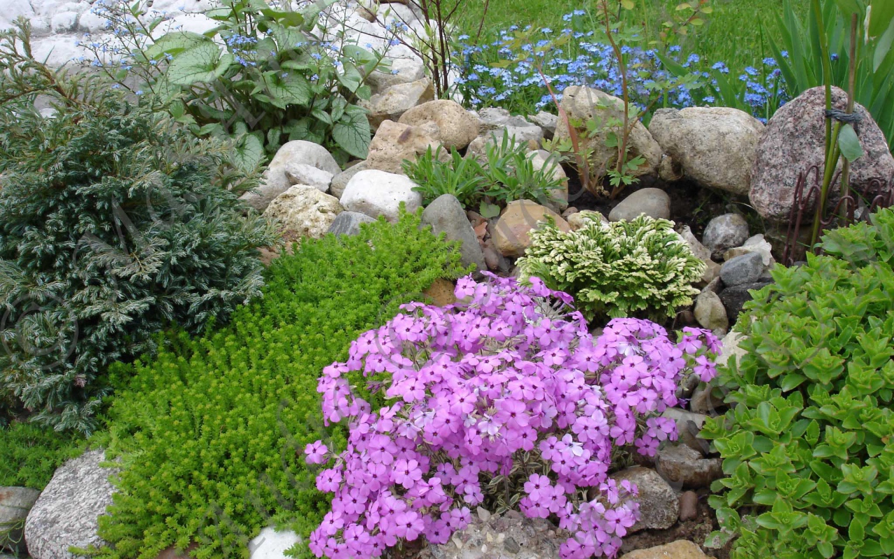 Tuoksuva, värikäs, elegantti... tämä unohdettu pensas on todellinen aarre talvipuutarhoille.