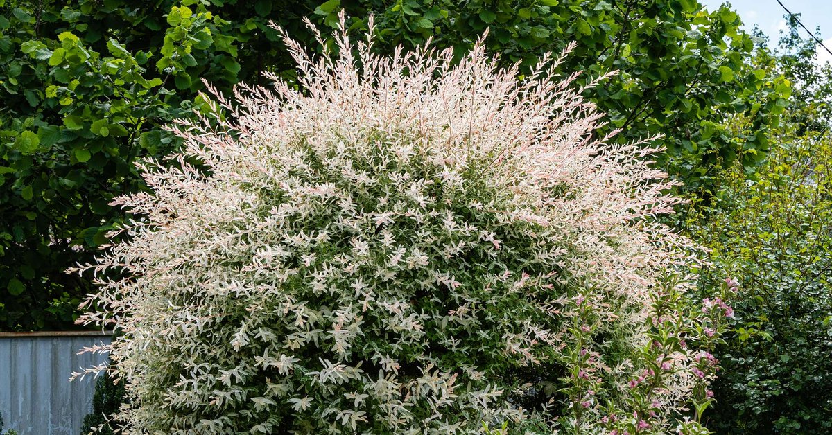 Paikalliset pensaat: puutarhojemme unohdetut aarteet