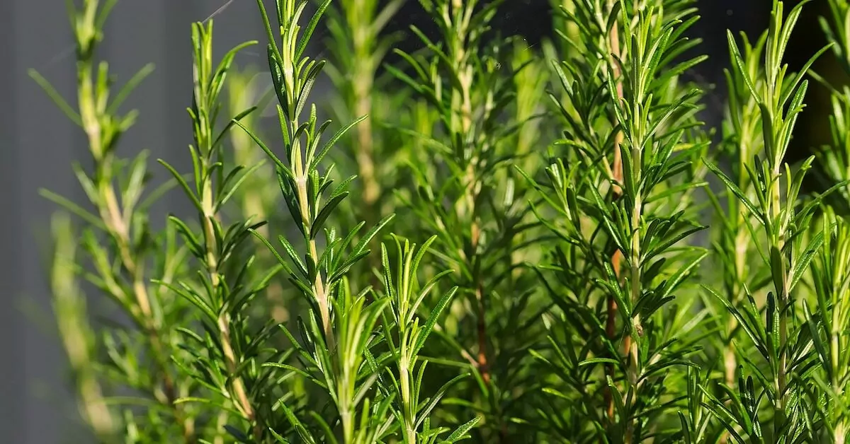 Välimeren mauste, joka auttaa ajattelemaan nopeammin ja lievittää kipua.