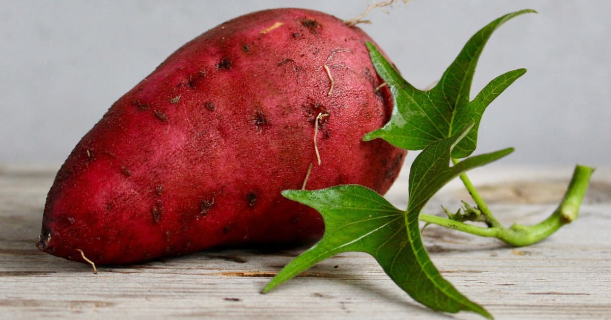 Kuinka kasvattaa bataattia kodin koristeluun