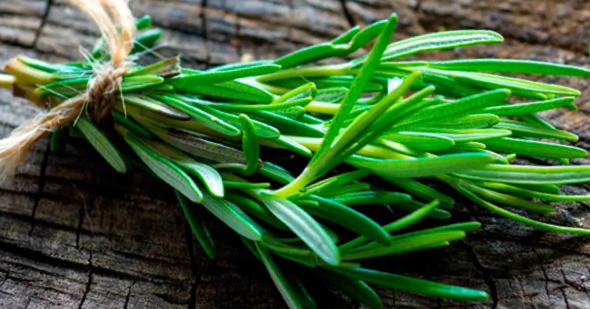 Välimeren mauste, joka auttaa ajattelemaan nopeammin ja lievittää kipua.