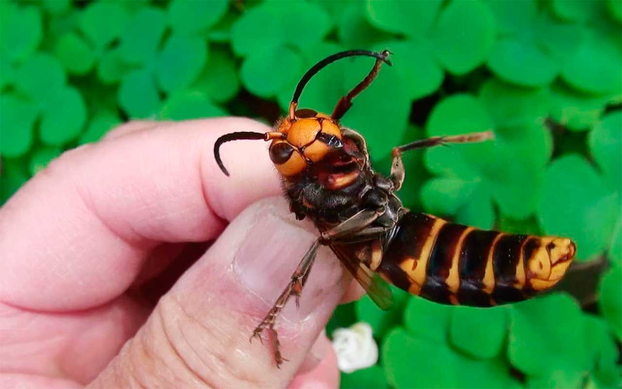 ”Paras lyhytaikainen ratkaisu” aasialaista ampiaista vastaan: kuningattarien pyydystys puutarhoissa