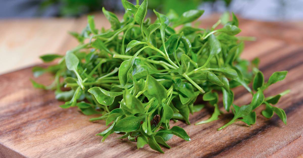 Ei mangold, ei parsakaali, ei pinaatti: tunnustettu maailman arvokkaimmaksi vihanneksiksi