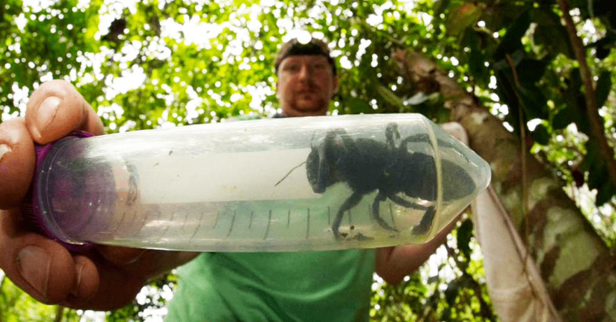 ”Lucifer” on sarvipäinen (mutta vaaraton) mehiläinen, joka löydettiin sattumalta Australiasta.