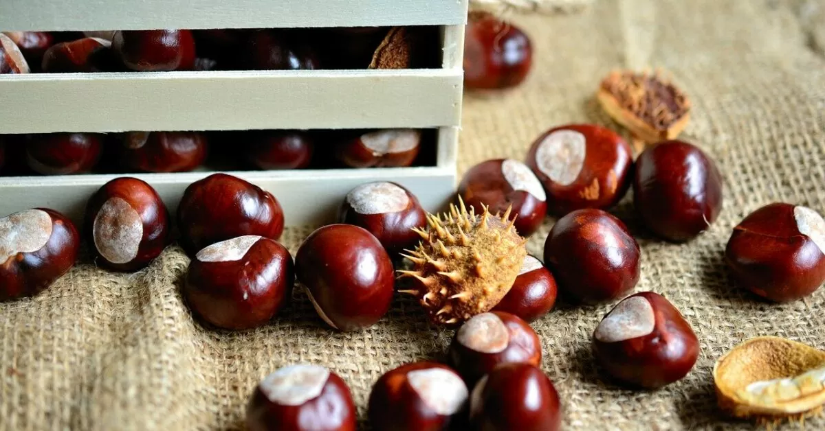 Kastanjan avaaja, joka helpottaa yhtä syksyn yleisimmistä askareista